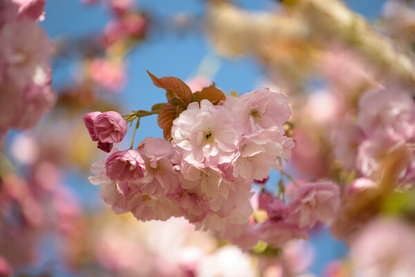 A close up of  Cherry Blossom  Picture Board by Simon Johnson