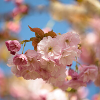Buy canvas prints of A close up of  Cherry Blossom  by Simon Johnson