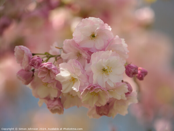 Cherry Blossom  Picture Board by Simon Johnson