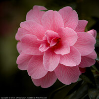 Buy canvas prints of Camellia  flower by Simon Johnson