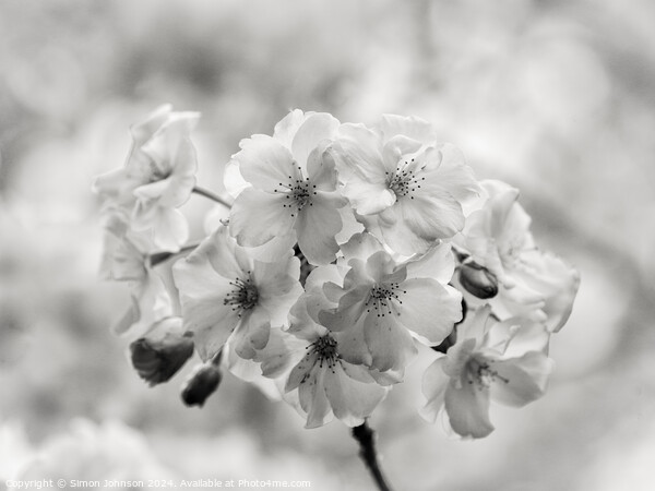 spring Blossom in Monochrome Picture Board by Simon Johnson