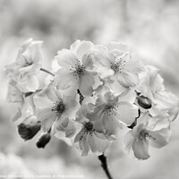 Buy canvas prints of spring Blossom in Monochrome by Simon Johnson