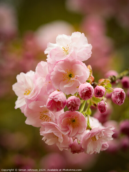  Cherry Blossom, Picture Board by Simon Johnson