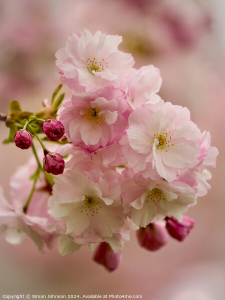 Cherry Blossom  Picture Board by Simon Johnson