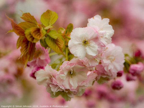 Spring Cherry Blossom  Picture Board by Simon Johnson