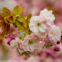 Buy canvas prints of Spring Cherry Blossom  by Simon Johnson