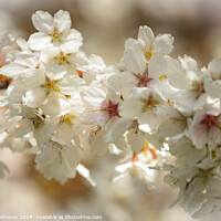 Buy canvas prints of sunlit spring blossom by Simon Johnson