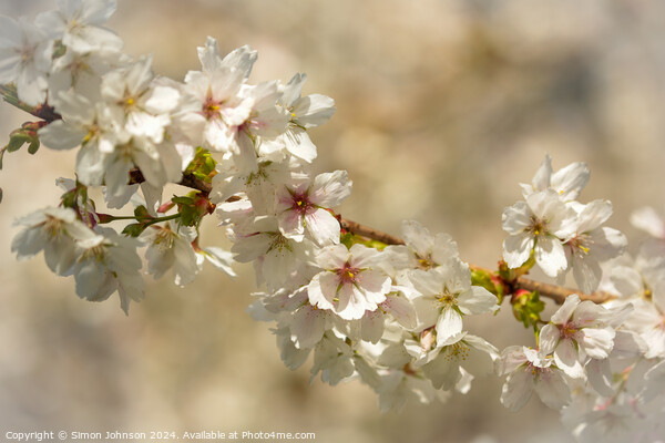 sunlit spring blossom Picture Board by Simon Johnson
