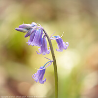 Buy canvas prints of bluebell close up by Simon Johnson