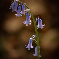 Buy canvas prints of bluebell  flower by Simon Johnson