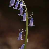 Buy canvas prints of bluebell flower by Simon Johnson