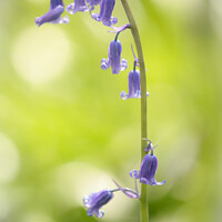 Buy canvas prints of bluebell t flower by Simon Johnson