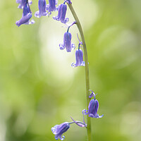 Buy canvas prints of  bluebell flower by Simon Johnson