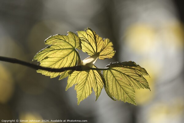sunlit spring leaves Picture Board by Simon Johnson