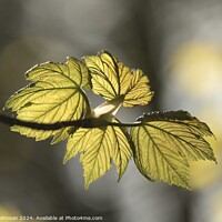 Buy canvas prints of sunlit spring leaves by Simon Johnson