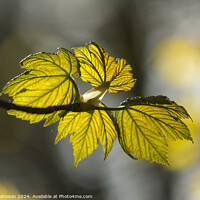 Buy canvas prints of sunlit spring leaves by Simon Johnson