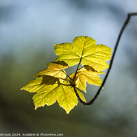 Buy canvas prints of sunlit wind blown leaves by Simon Johnson