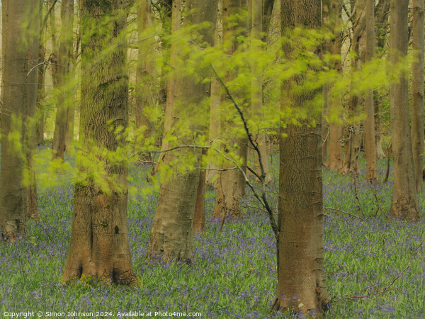 windy woodland with bluebells Picture Board by Simon Johnson