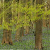 Buy canvas prints of windy woodland with bluebells by Simon Johnson