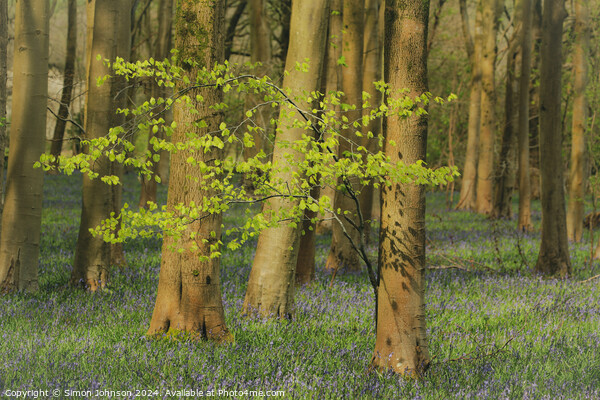 sunlit tree and bluebell woodland Picture Board by Simon Johnson