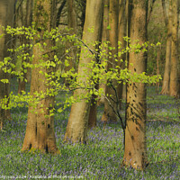 Buy canvas prints of sunlit tree and bluebell woodland by Simon Johnson