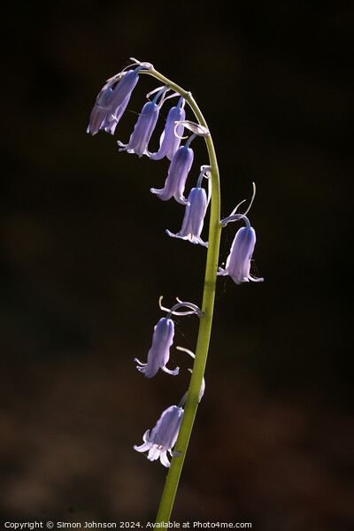 Sunlit bluebell fly Picture Board by Simon Johnson