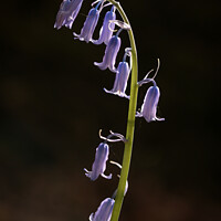 Buy canvas prints of Sunlit bluebell fly by Simon Johnson