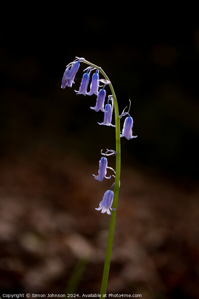 Bluebell  flower  Picture Board by Simon Johnson