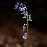 Buy canvas prints of Bluebell  flower  by Simon Johnson