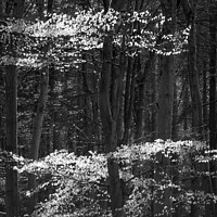 Buy canvas prints of Sunlit beech woodland  by Simon Johnson