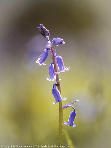 Bluebell flower  Picture Board by Simon Johnson