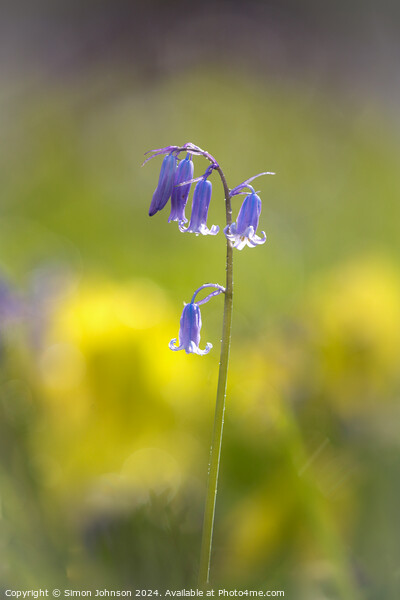 Sunlit Bluebell flower  Picture Board by Simon Johnson