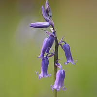 Buy canvas prints of A close up of a bluebell flower  by Simon Johnson