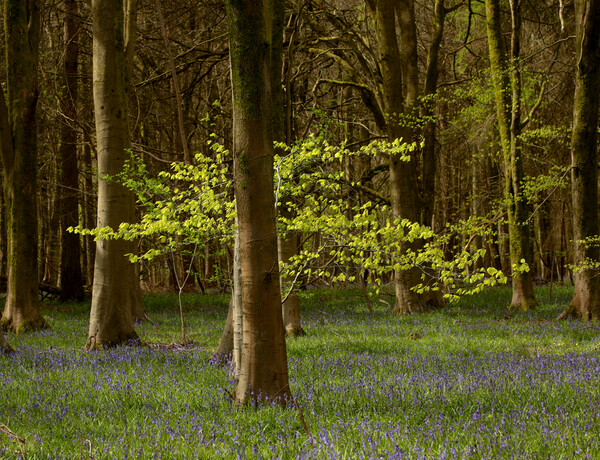 sunlit spring woodland Picture Board by Simon Johnson