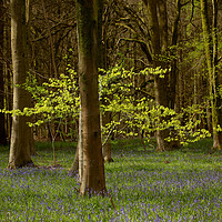 Buy canvas prints of sunlit spring woodland by Simon Johnson