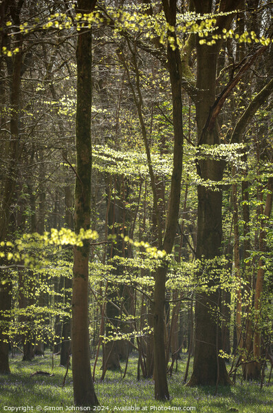 sunlit woodland Picture Board by Simon Johnson
