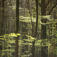 Buy canvas prints of sunlit woodland by Simon Johnson