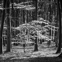 Buy canvas prints of sunlit woodland in monochrome by Simon Johnson