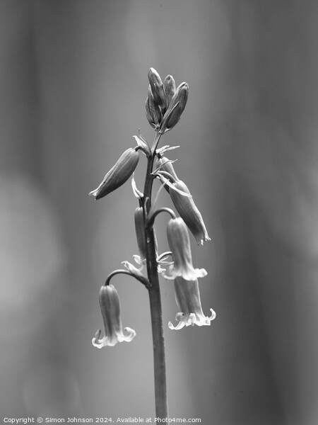 Bluebell Man ( Monochhrome) Picture Board by Simon Johnson
