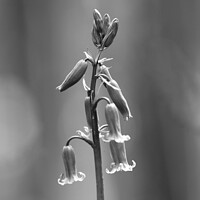 Buy canvas prints of  Bluebell Man ( Monochhrome) by Simon Johnson