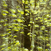 Buy canvas prints of  Creative  sunlit leaves.  by Simon Johnson