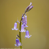 Buy canvas prints of  Bluebell  flower by Simon Johnson