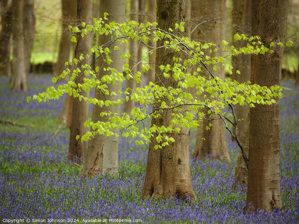  wind blown tree and Bluebells Picture Board by Simon Johnson