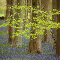 Buy canvas prints of  wind blown tree and Bluebells by Simon Johnson