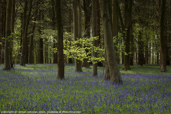 Sunlit tree and bluebells  Picture Board by Simon Johnson