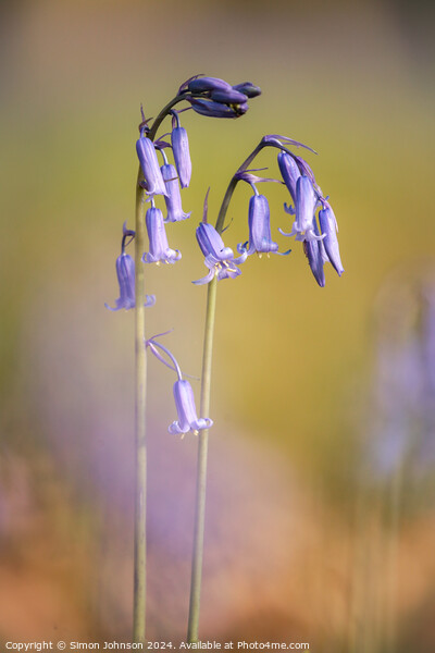 Two Bluebell flowers Picture Board by Simon Johnson
