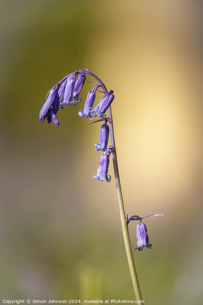 Sunlit Bluebell Picture Board by Simon Johnson