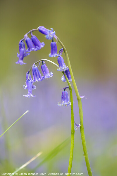 Bluebell flower Picture Board by Simon Johnson