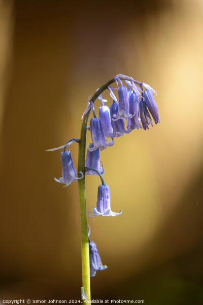 Sunlit Bluebell flower  Picture Board by Simon Johnson