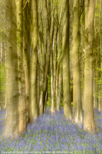 Bluebell Avenur Picture Board by Simon Johnson